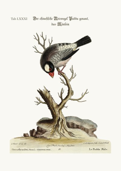 The Cock Padda or Rice-Bird by George Edwards